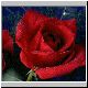 redrose2.gif